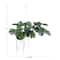 Hello Honey® 51" Lush Green Hanging Monstera Kokedama